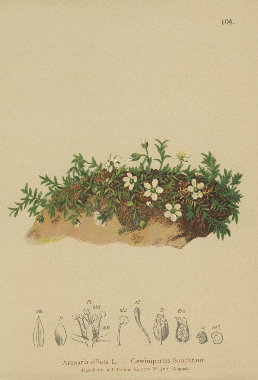 Saçaklı Sandwort (Arenaria ciliata) by German School