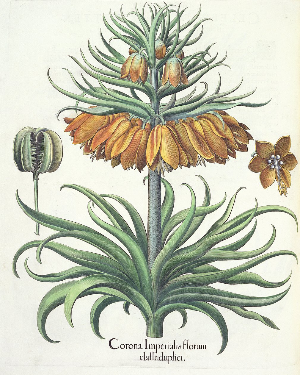 Fritillary: İmparatorluk çiçeklerinin tacı, Basil Besler (1561-1629), pub. 1613 by German School