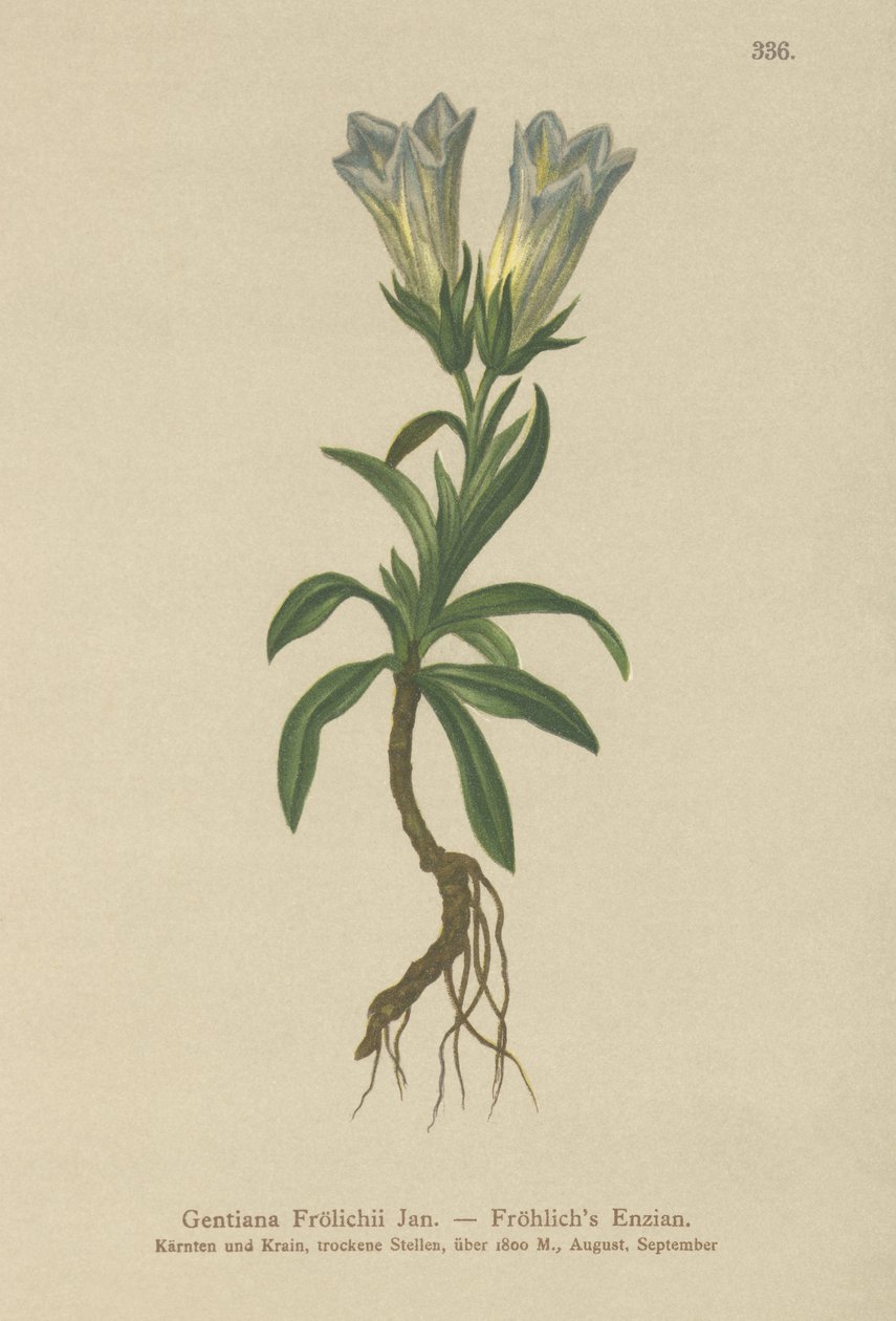 Froelichs Gentian (Gentiana Froelichii) by German School
