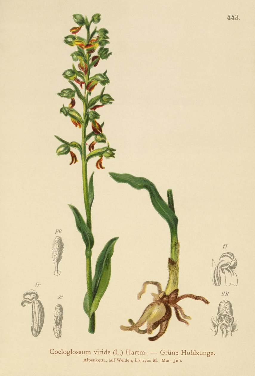 Kurbağa Orkide (Coeloglossum viride) by German School