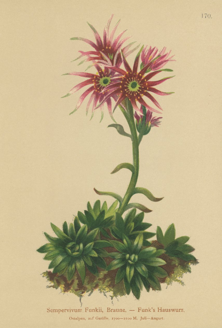 Funks Tavuk ve Civcivler (Sempervivum Funkii) by German School