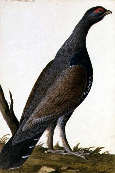 Game Bird, c.1740 (kağıt üzerine sulu boya) by German School