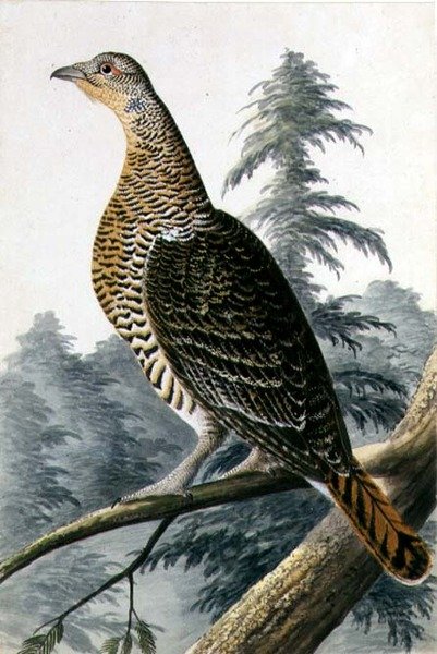 Game Bird, c.1740 (kağıt üzerine sulu boya) by German School