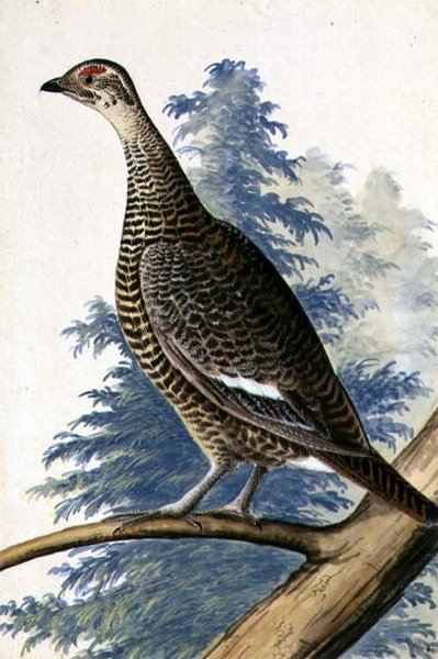 Game Bird, c.1740 (kağıt üzerine sulu boya) by German School