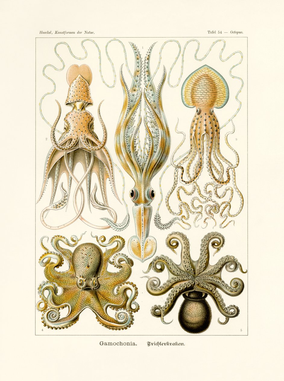 Gamochonia, 1899-1904 by German School