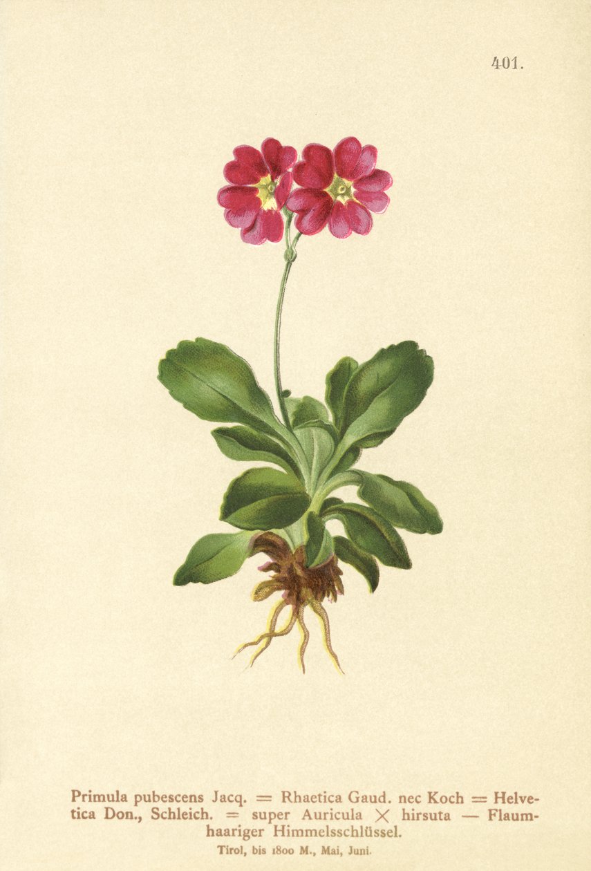 Bahçe Auricula (Primula pubescens, Primula Rhaetica, Primula Helvetica) by German School