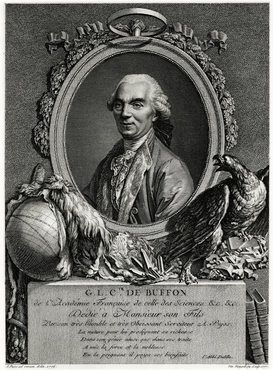 George Louis Leclerc Buffon Kontu by German School