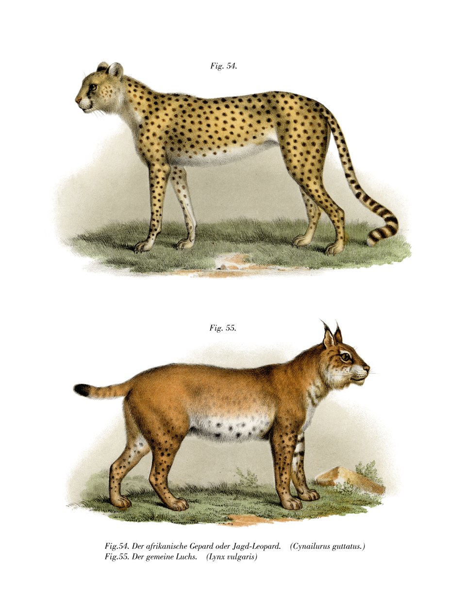Gepard, 1860 by German School