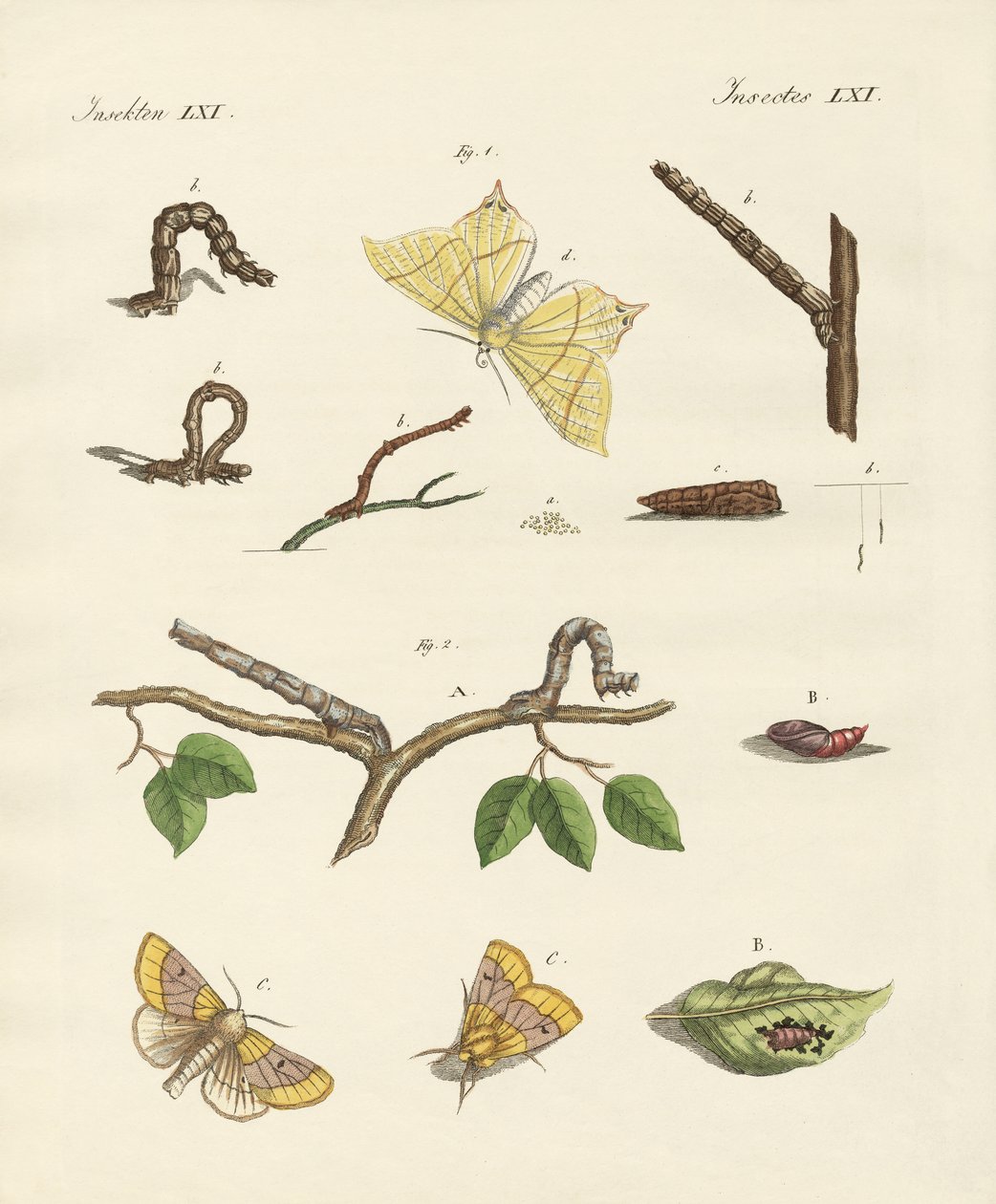 Alman Phalaena güveleri (renkli gravür) by German School