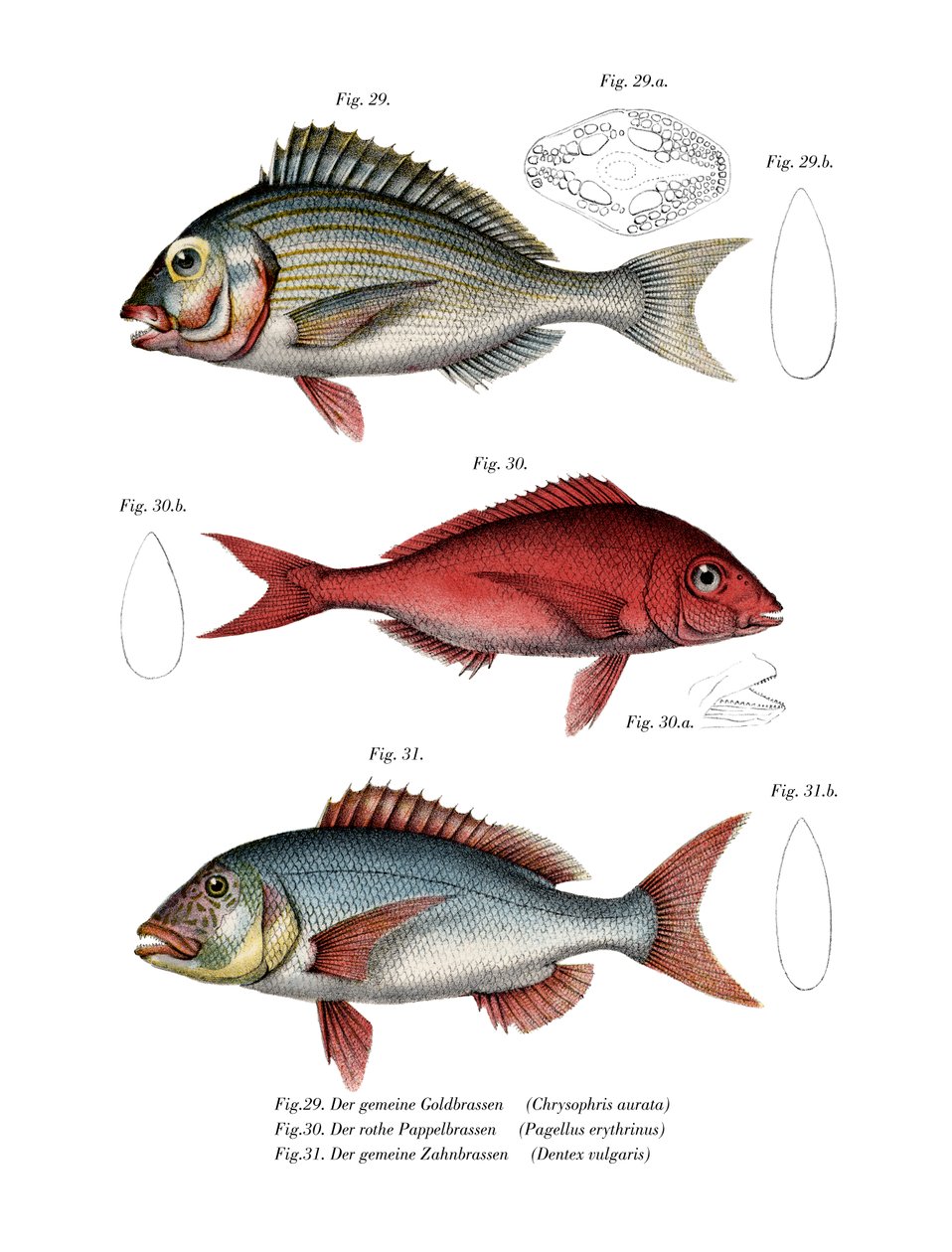 Gilthead Çipura (renkli lito) by German School