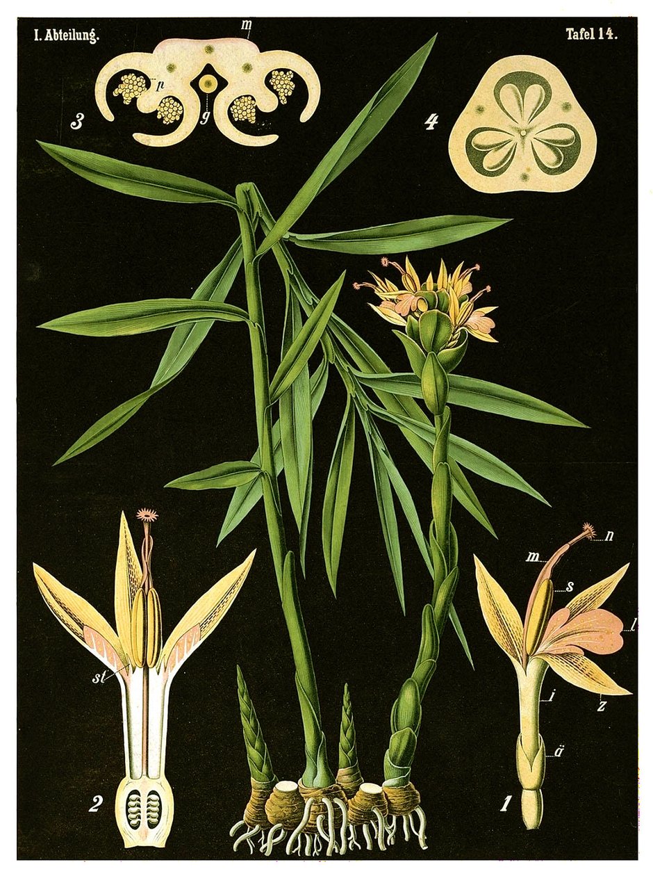 Zencefil (Zingiber officinale Roscoe) c.1890 (kromolitograf) by German School