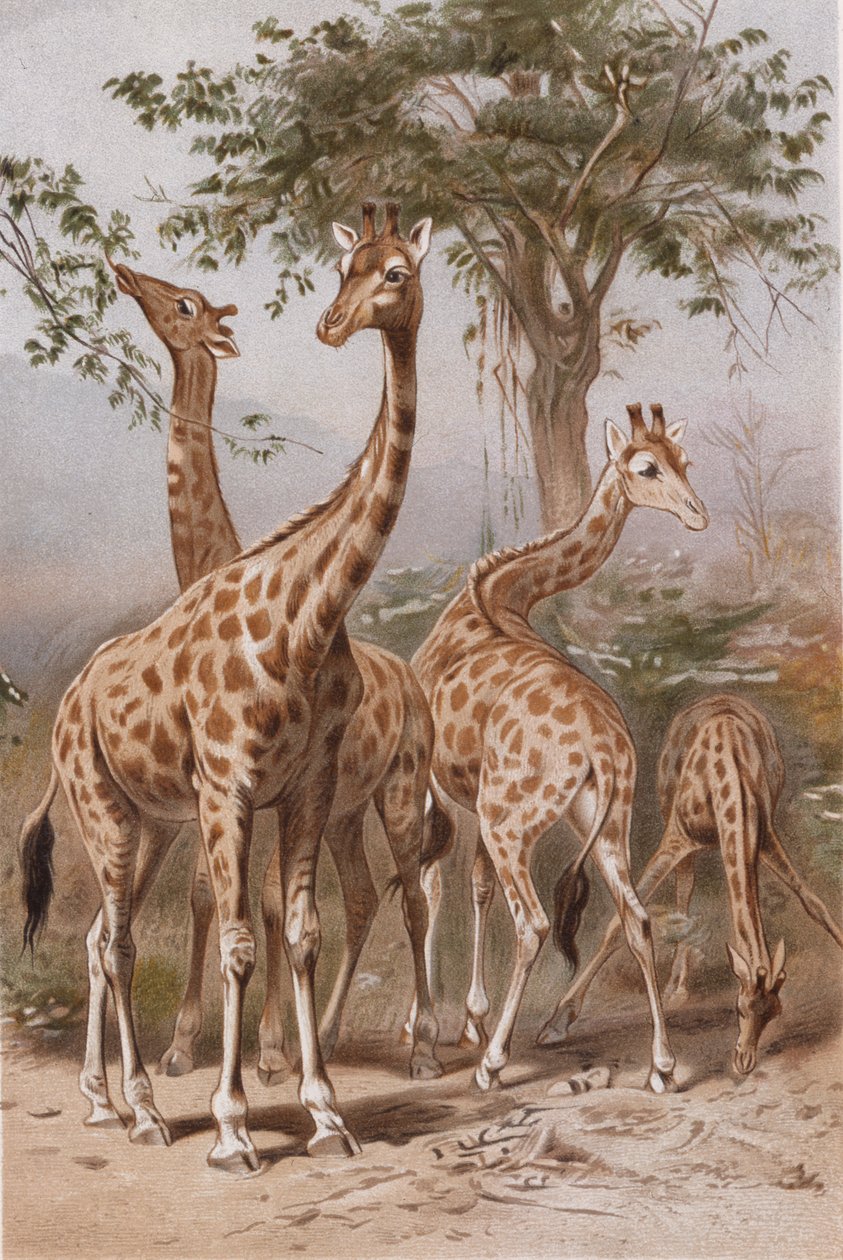 Zürafa, Brehms Tierleben'den plaka> Allgemeine Kunde des Tierreichs, cilt. 3, s. 9, yayınlandı bz Bibliographisches Institut, 1891 by German School