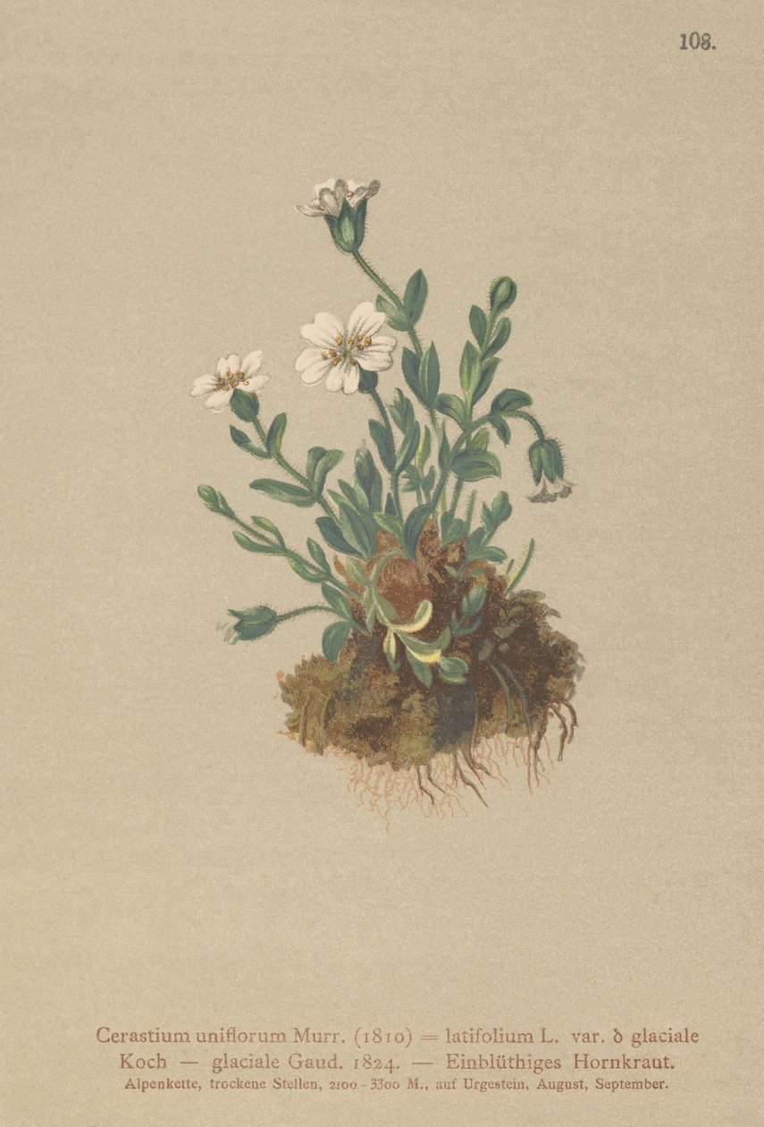 Buzul Faresi Kulağı (Cerastium uniflorum, Cerastium latifolium var. glaciale, Cerastium glaciale) by German School