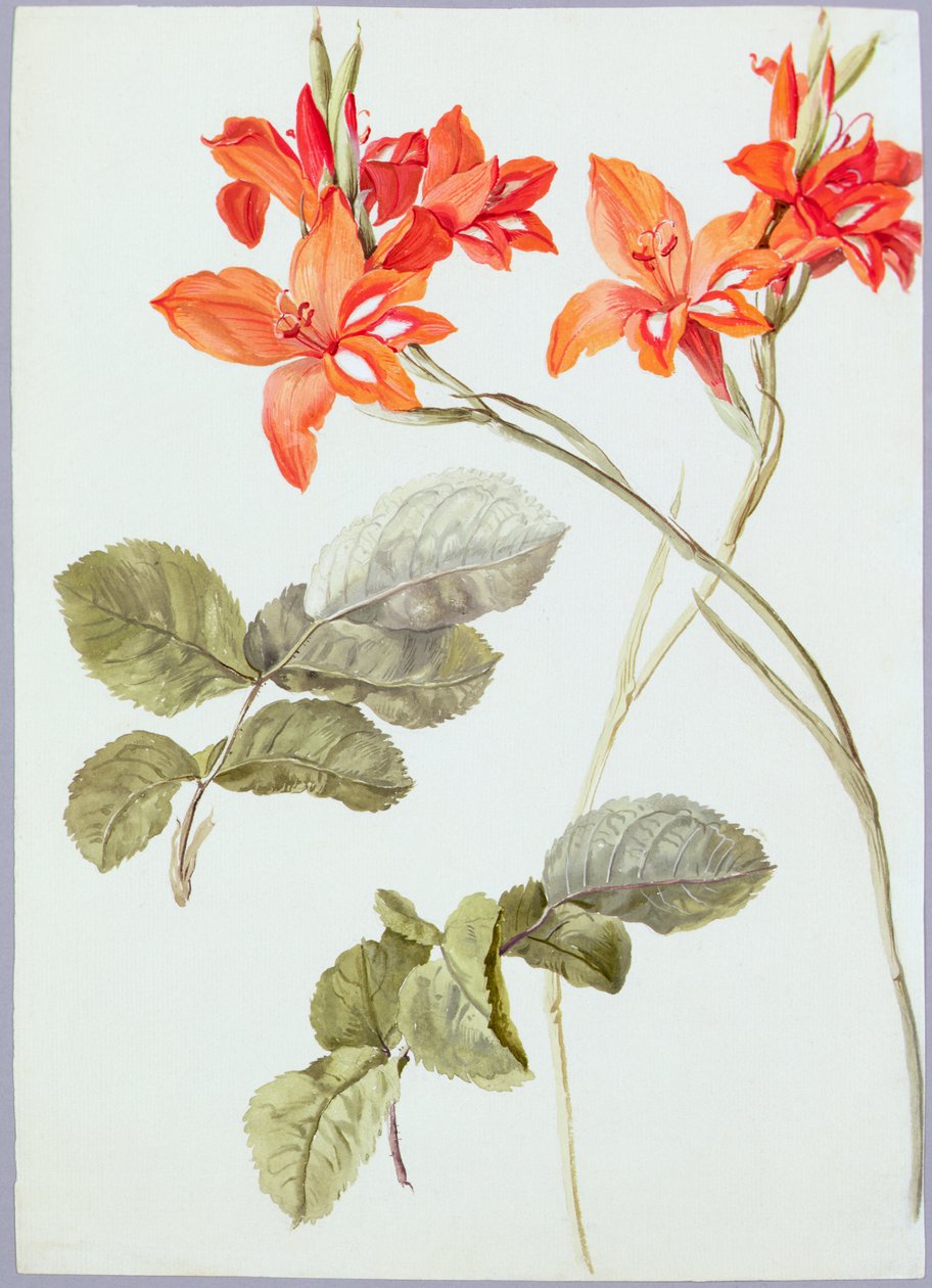 Glayöl ve Gül Yaprakları, c.1790 (kağıt üzerine suluboya) by German School