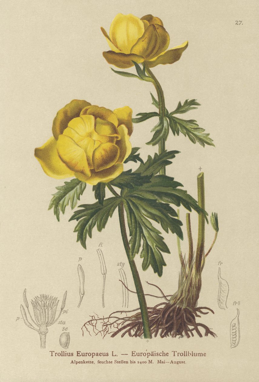 Küre çiçeği (Trollius Europaeus) by German School