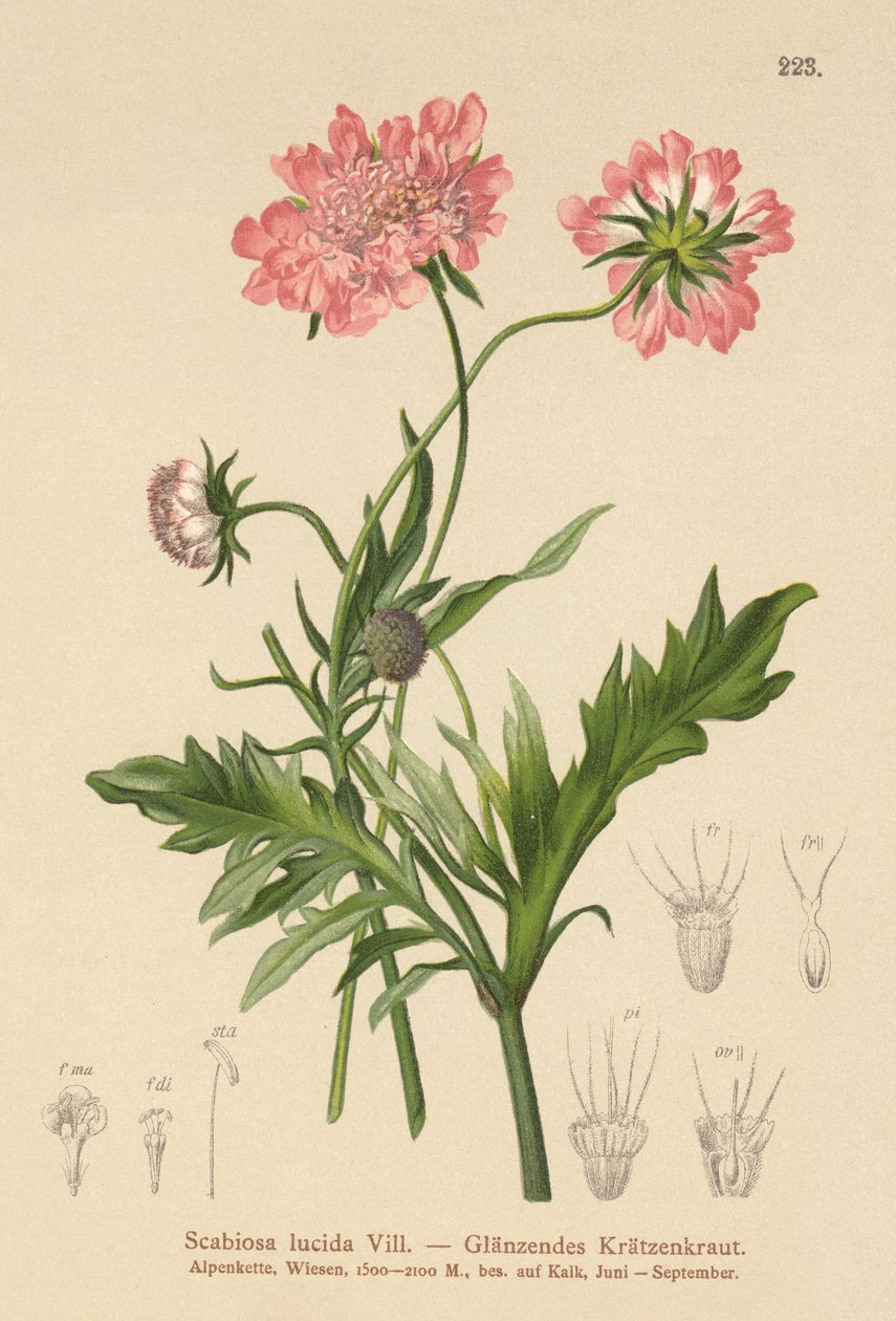 Parlak Uyuz (Scabiosa lucida) by German School