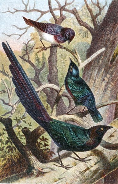 Parlak Starlings, "Brehms Tierleben: Allgemeine Kunde des Tierreichs", cilt 4, s. 392, Bibliographisches Institut tarafından yayınlandı by German School