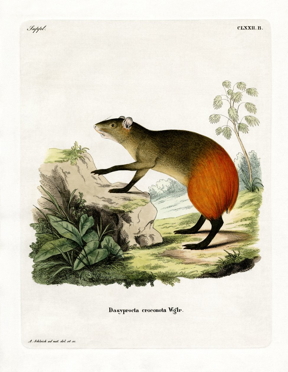 Altın kenarlı Agouti (renkli gravür) by German School