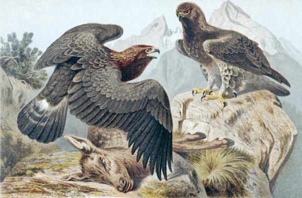 Altın Kartal, "Brehms Tierleben: Allgemeine Kunde des Tierreichs" cilt 6, s.266