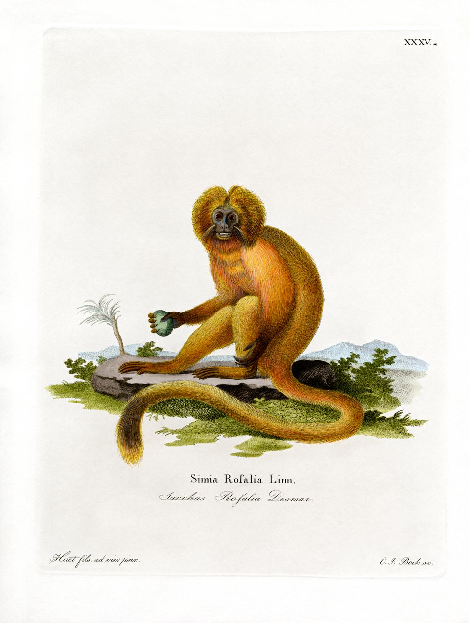Altın Aslan Tamarin (renkli gravür) by German School