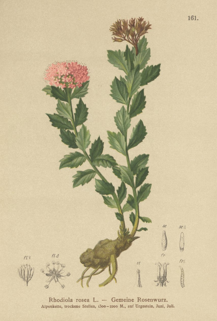 Altın Kök (Rhodiola rosea) by German School