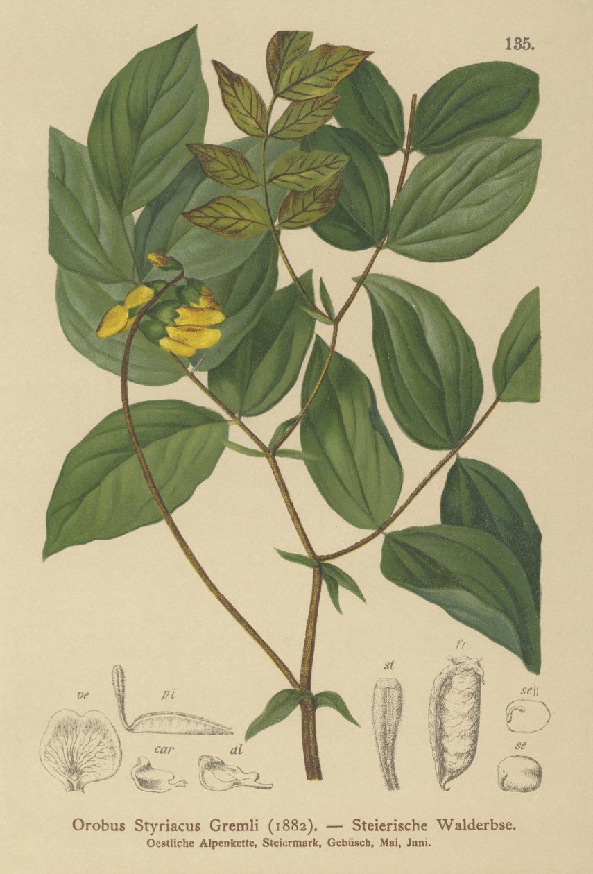 Altın Fiğ (Orobus styriacus, Lathyrus aureus) by German School
