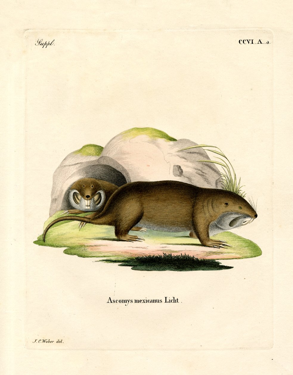 Gopher (renkli gravür) by German School