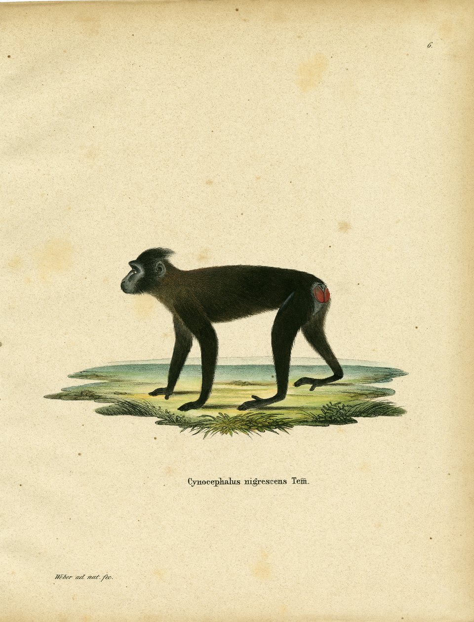 Gorontalo Makak (renkli gravür) by German School
