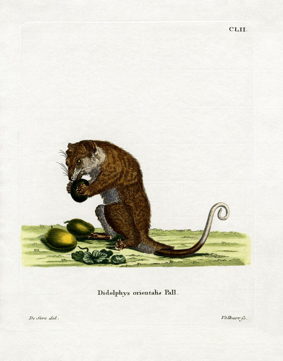 Gri Cuscus (renkli gravür) by German School