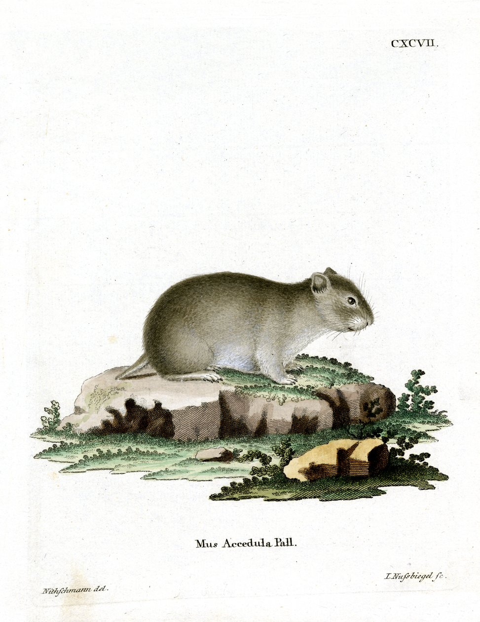 Gri Cüce Hamster (renkli gravür) by German School