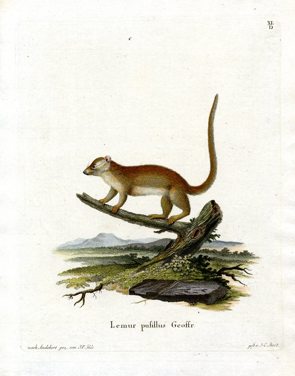 Gri Fare Lemur (renkli gravür) by German School