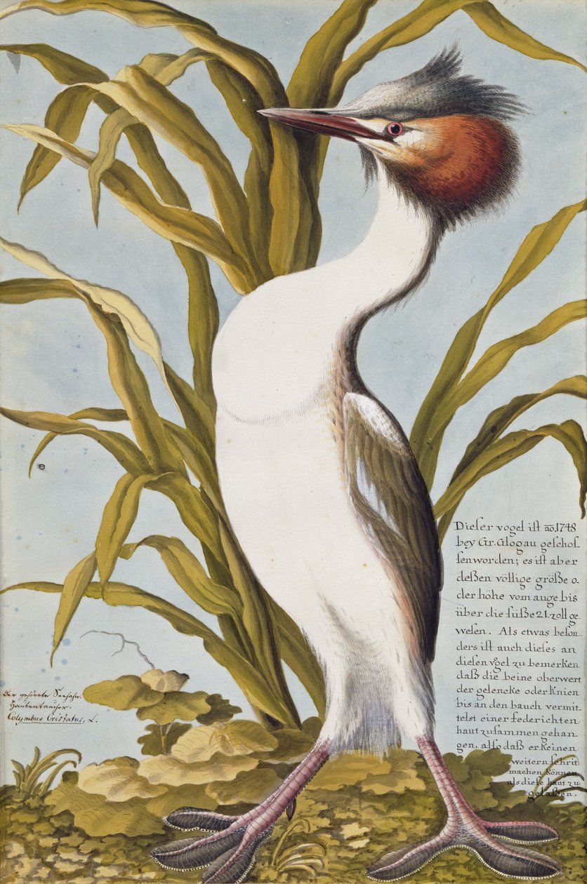Büyük Tepeli Bataklık (Podiceps cristatus) c.1748 (kağıt üzerinde wc) by German School