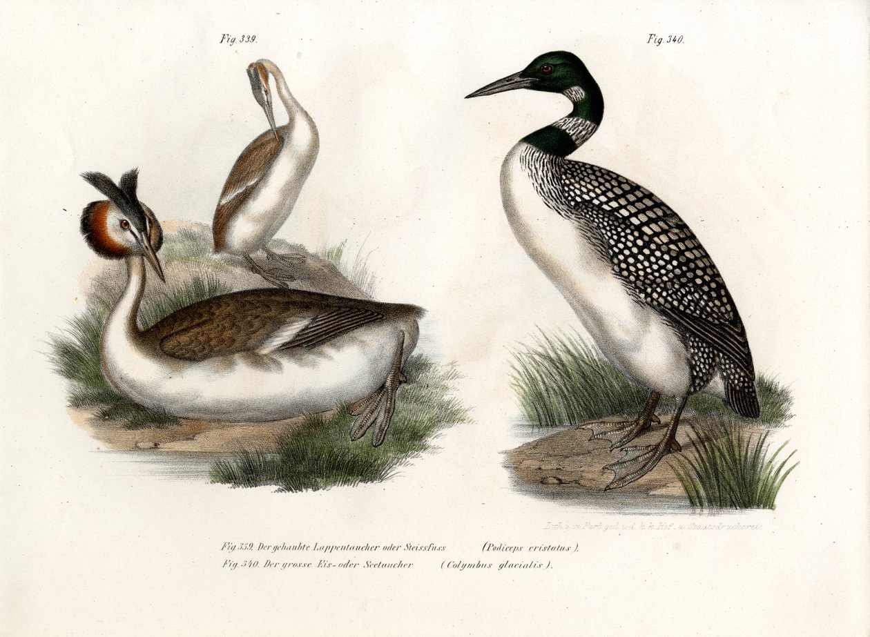 Büyük Tepeli Bataklık, 1864 by German School