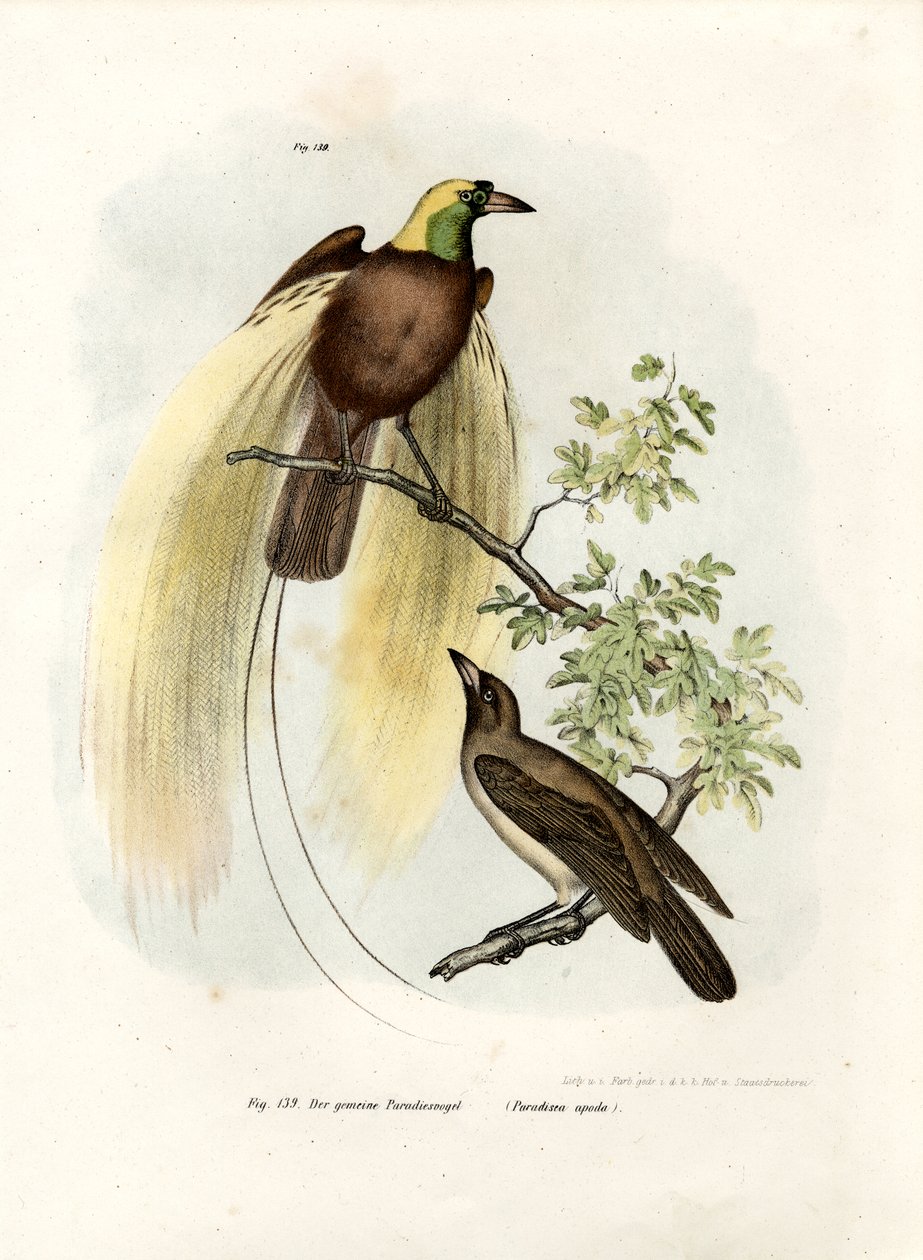 Büyük Cennet Kuşu, 1864 by German School