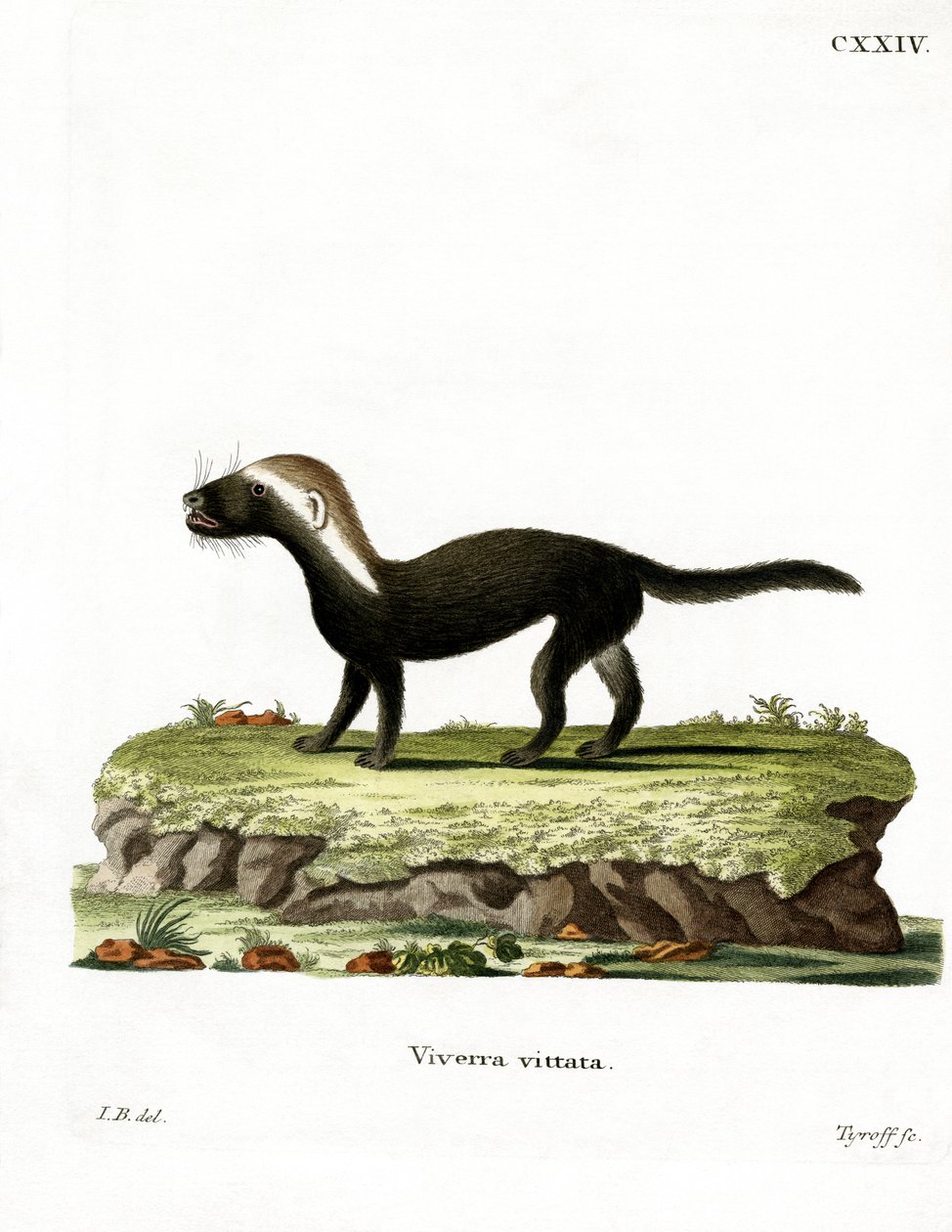 Greater Grison (renkli gravür) by German School