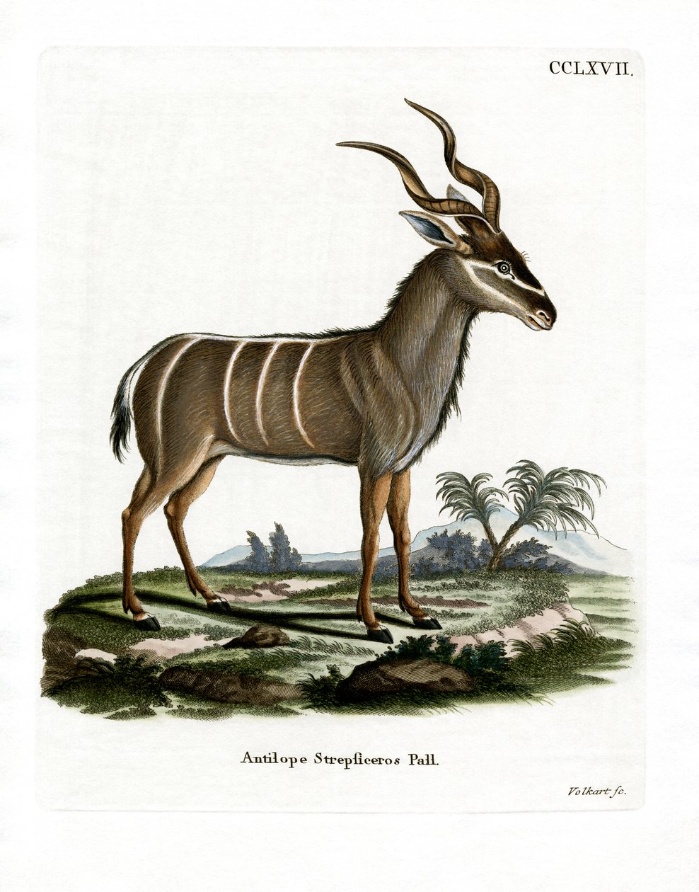 Büyük Kudu (renkli gravür) by German School