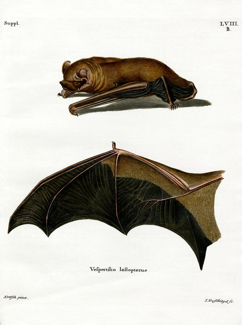 Greater Noctule Bat (renkli gravür) by German School