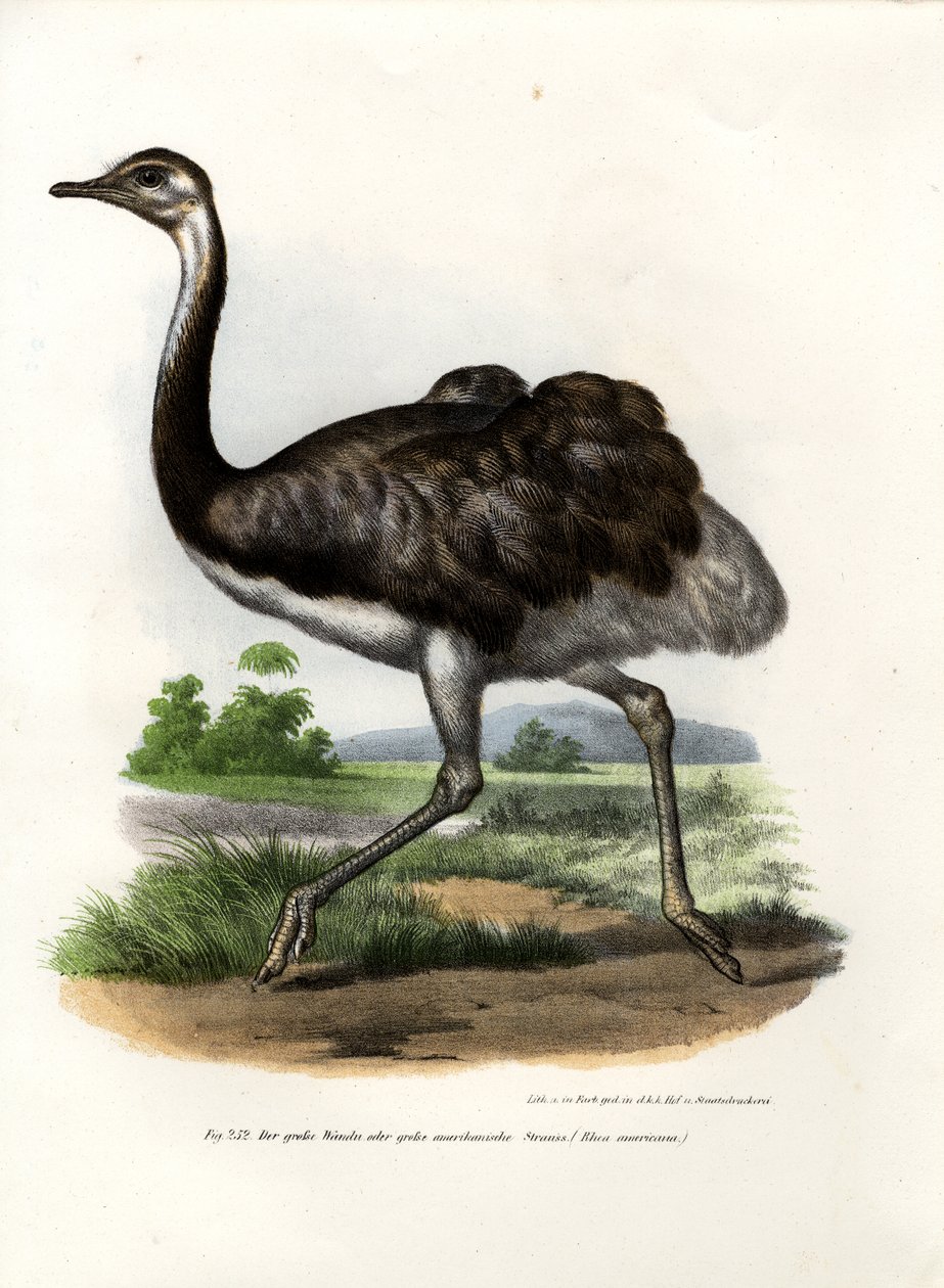 Büyük Rhea, 1864 by German School