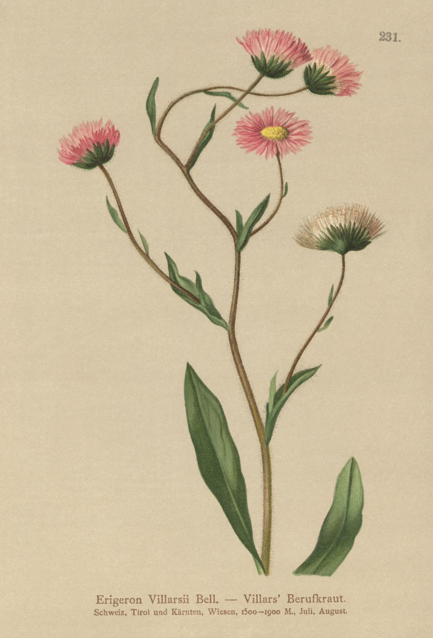 Yunan Fleabane (Erigeron Villarsii, Erigeron atticus) by German School