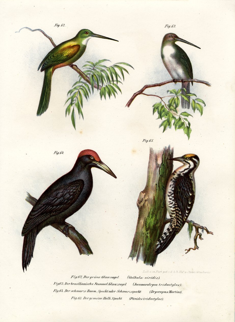 Yeşil kuyruklu Jacamar, 1864 by German School