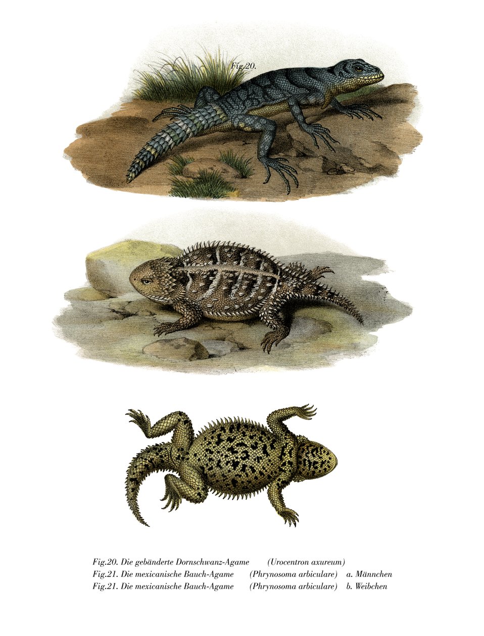 Yeşil Dikenli Kuyruklu İguana (renkli taş) by German School