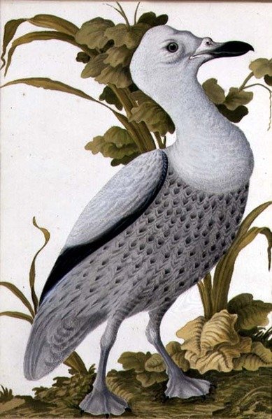 Gri Kaz, c.1740 (kağıt üzerine sulu boya) by German School