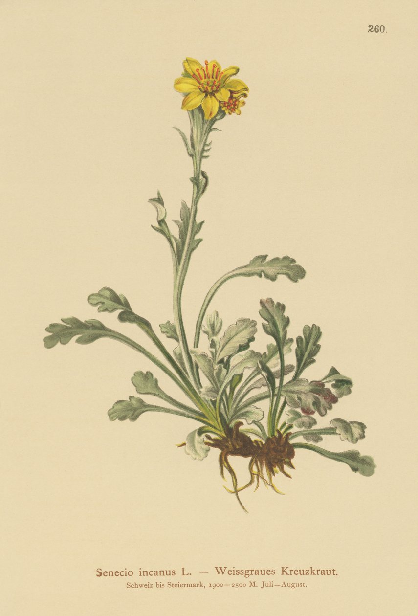 Gri Bezelye (Senecio incanus) by German School
