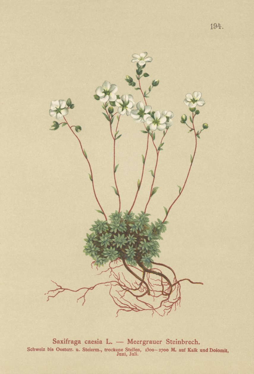 Gri Saksafon (Saxifraga caesia) by German School