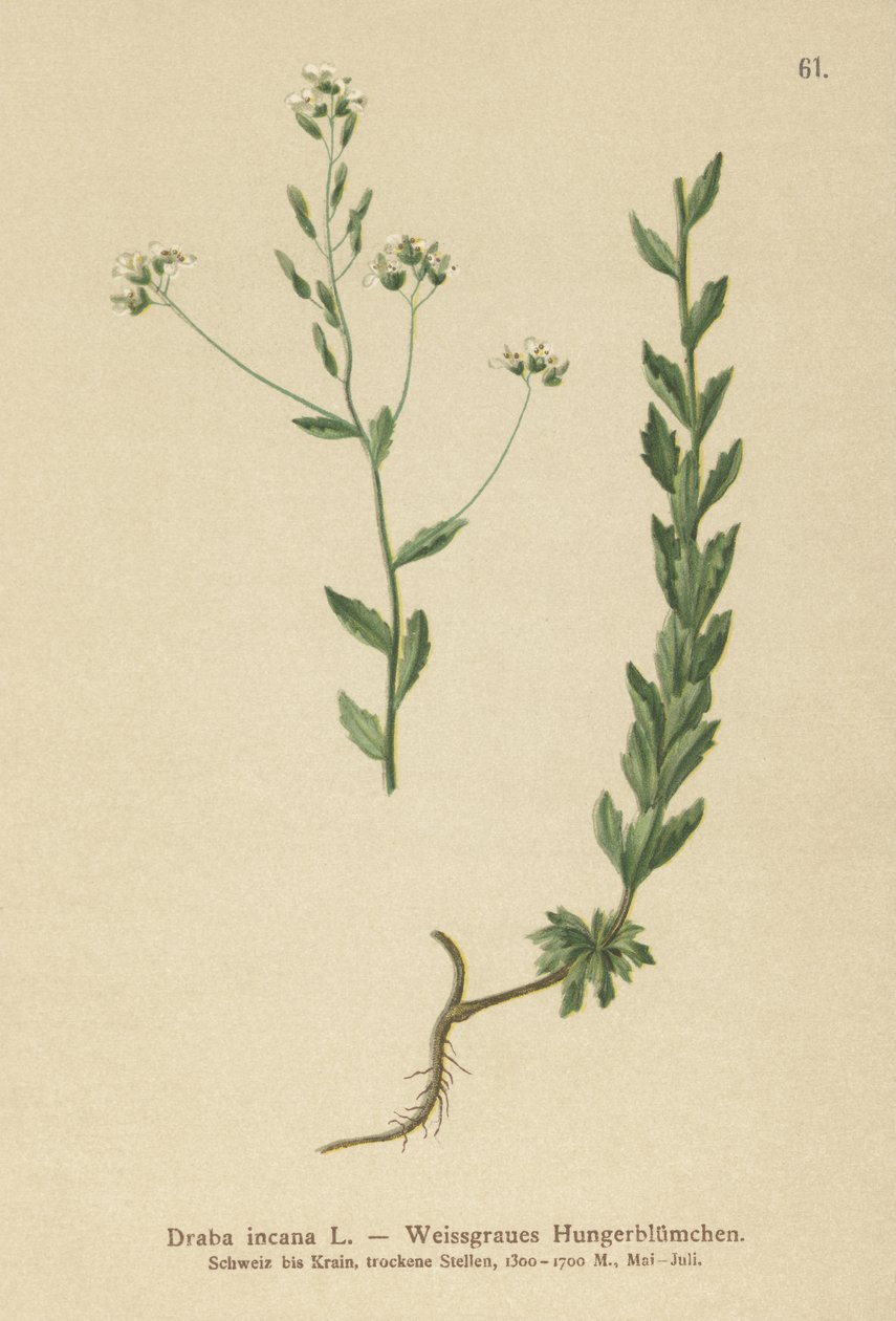 Gri Beyaz-çim (Draba incana,) by German School