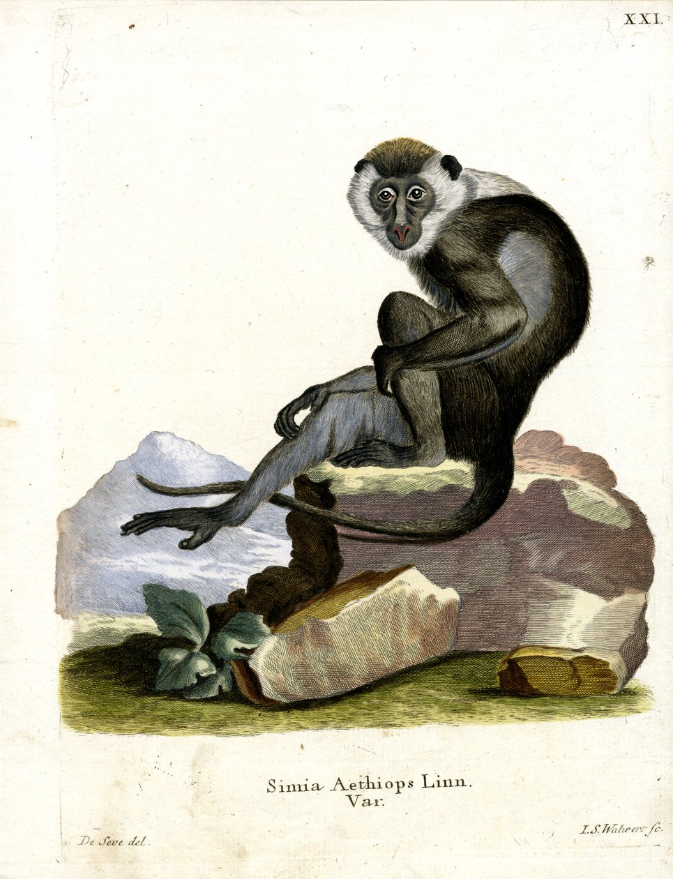 Grivet (renkli gravür) by German School