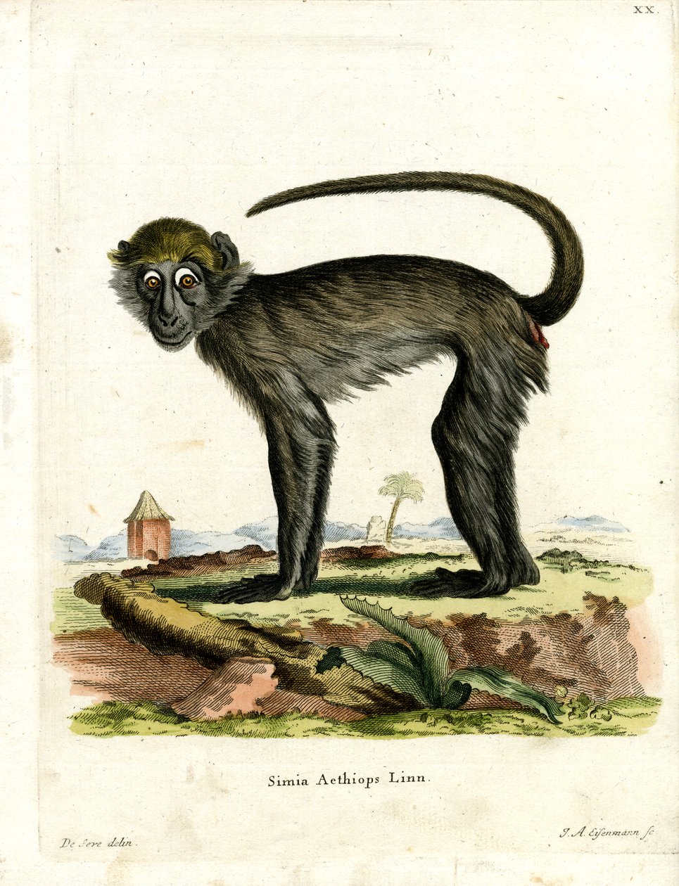 Grivet (renkli gravür) by German School