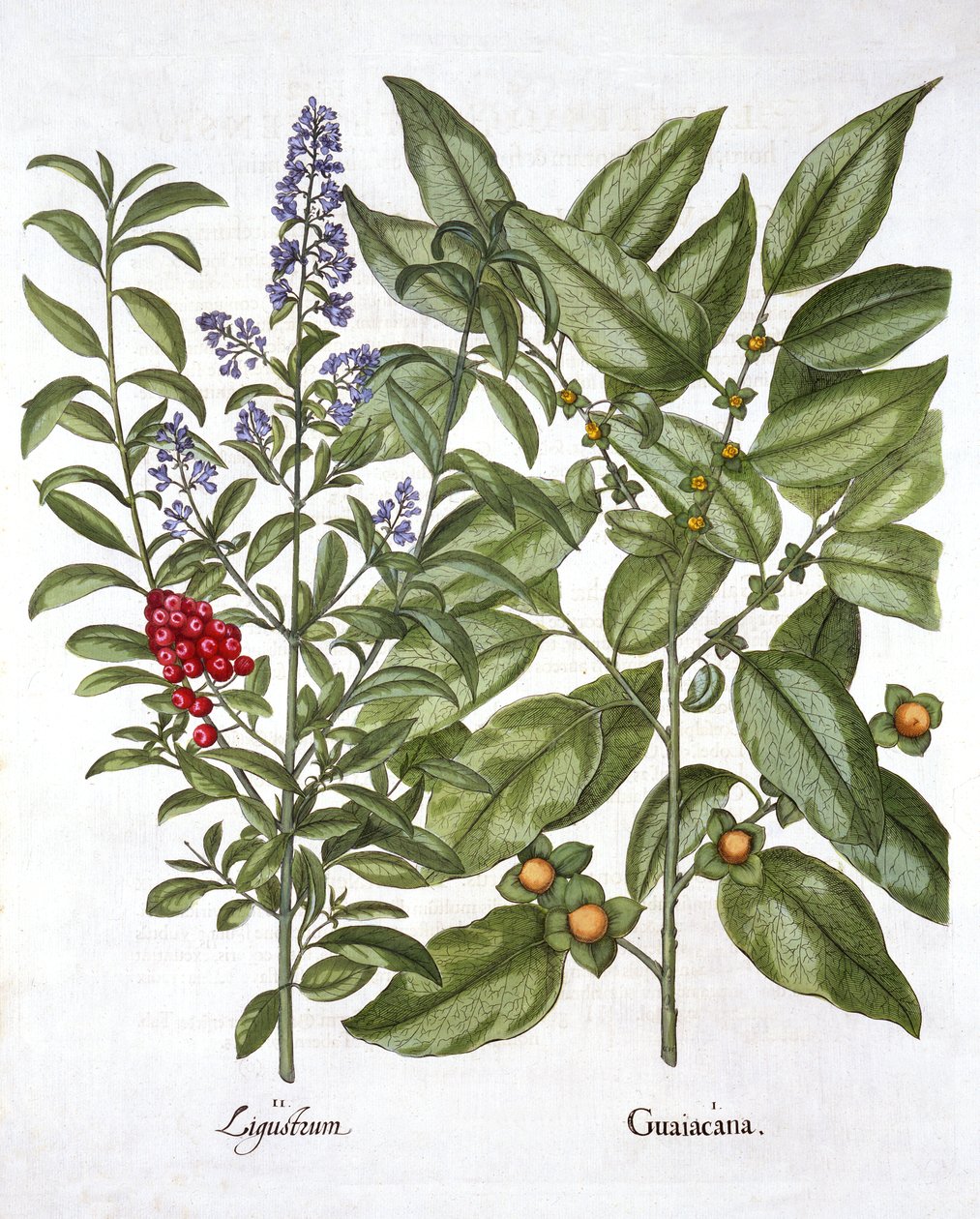 Guaiacum ve Chinese Privet, Hortus Eystettensis