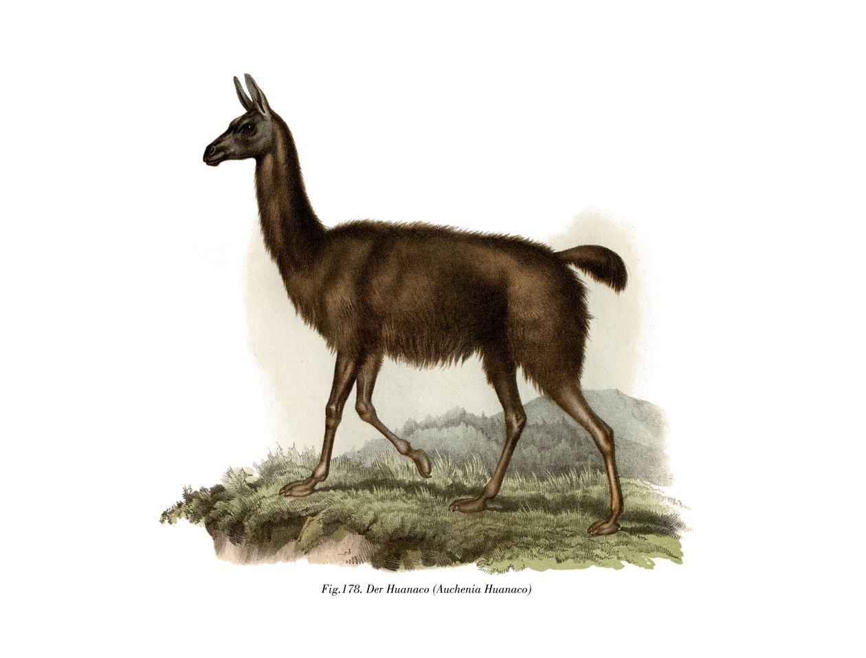 Guanako, 1860 by German School