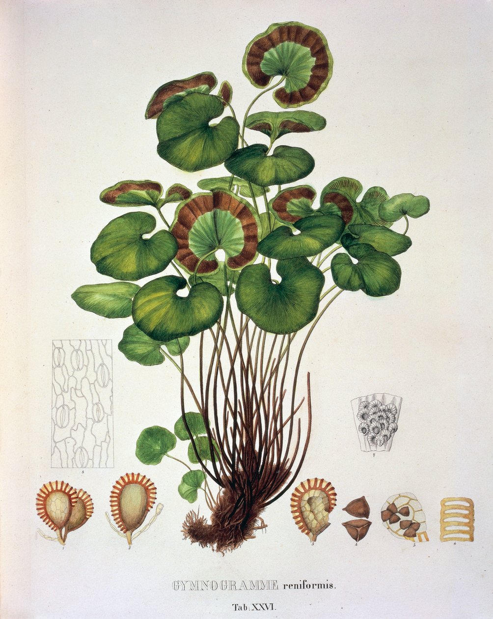 Gymnogramme Reniformis, Johann Baptist Von Spix ve Carl Friedrich Von Martius tarafından hazırlanan 